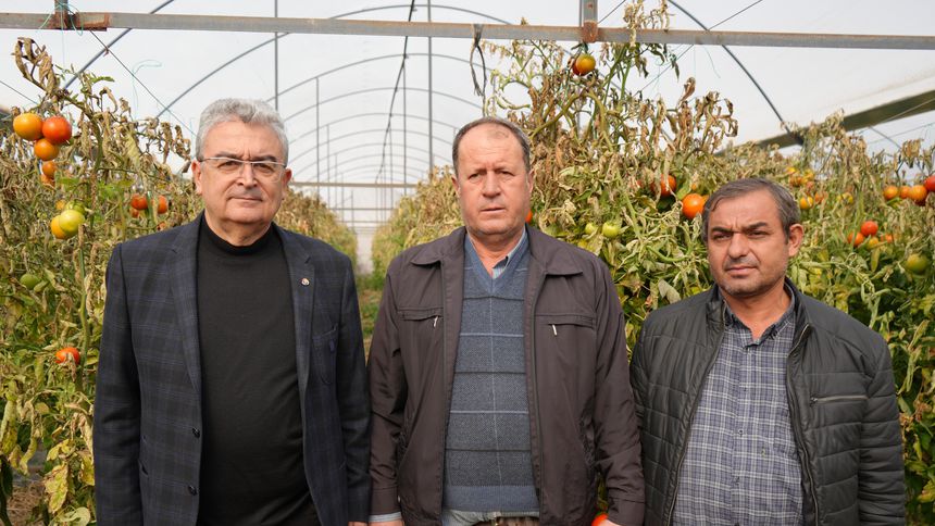 'Söğüt domatesi kara dönem yaşıyor'