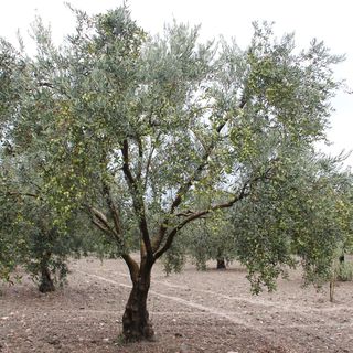 Muğla borsa ve odalarından Zeytin Yasası’na ortak tepki
