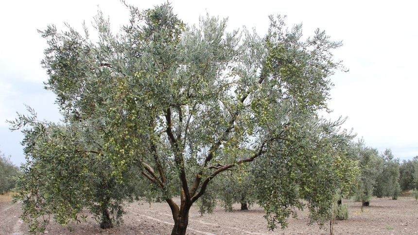 Muğla borsa ve odalarından Zeytin Yasası’na ortak tepki