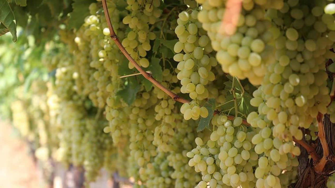 TARİŞ kuru üzüme brüt 80 lira avans fiyat açıkladı