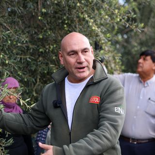 Alper Alhat: Bu yıl zeytin rekoltemiz 170–180 bin ton civarında