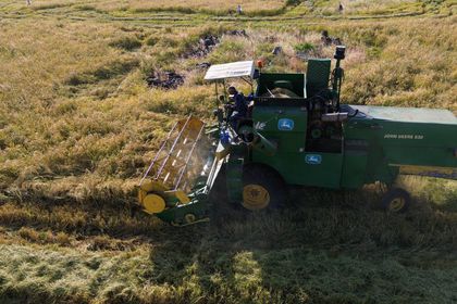 Karacadağ pirincinde rekolte beklentisi 2 bin 500 ton