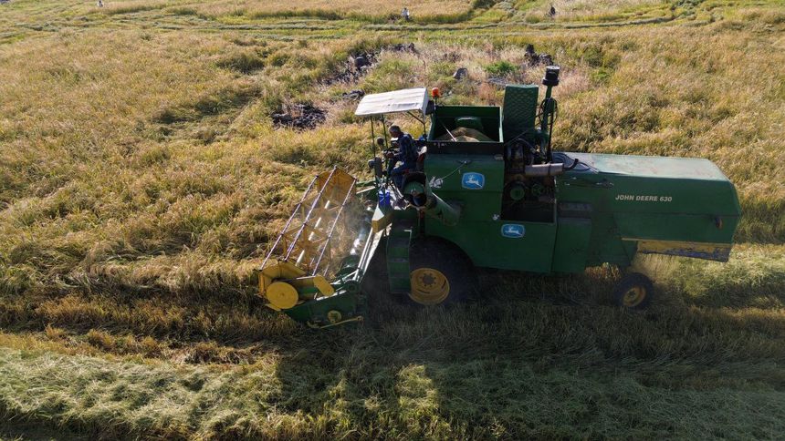 Karacadağ pirincinde rekolte beklentisi 2 bin 500 ton