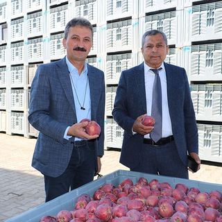 Hasat başladı, elma dalında 40 lira
