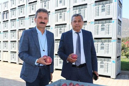 Hasat başladı, elma dalında 40 lira