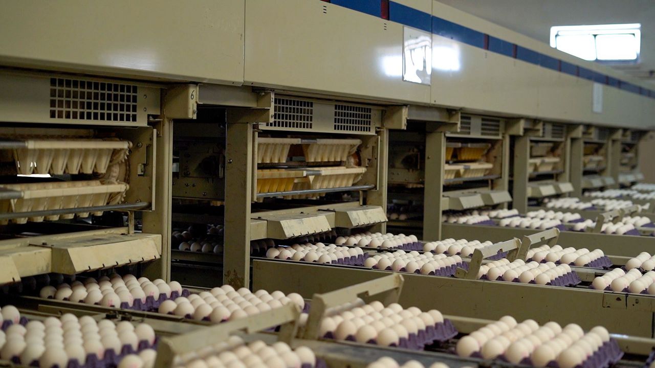 Kayseri Yem, 2025’te 240 bin ton yem ve 190 milyon yumurta üretti