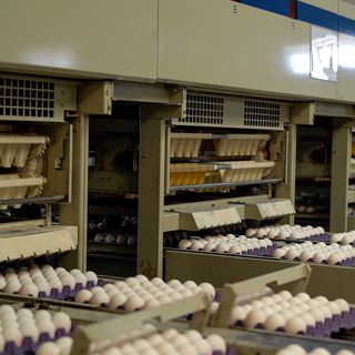 Kayseri Yem, 2025’te 240 bin ton yem ve 190 milyon yumurta üretti