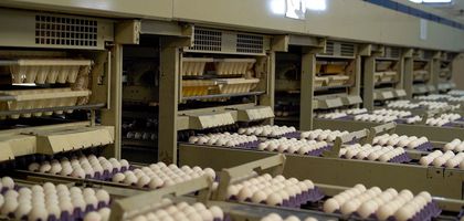 Kayseri Yem, 2025’te 240 bin ton yem ve 190 milyon yumurta üretti