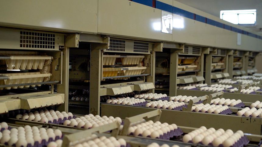 Kayseri Yem, 2025’te 240 bin ton yem ve 190 milyon yumurta üretti