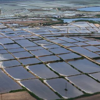 Edirne'de çeltik ekim alanı 450 bin dekara çıktı
