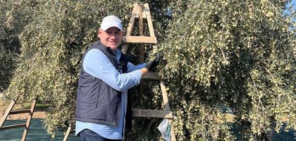 Zeytinyağı üreticisi pirinadan zarar ediyor ve çevre kirleniyor, sorunu entegre fabrikalar çözer