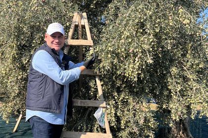 Zeytinyağı üreticisi pirinadan zarar ediyor ve çevre kirleniyor, sorunu entegre fabrikalar çözer