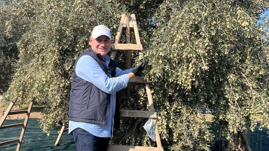 Zeytinyağı üreticisi pirinadan zarar ediyor ve çevre kirleniyor, sorunu entegre fabrikalar çözer