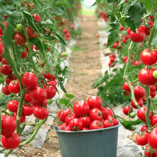 Endüstriyel yemekçi, maliyeti tarlasında üreterek düşürüyor
