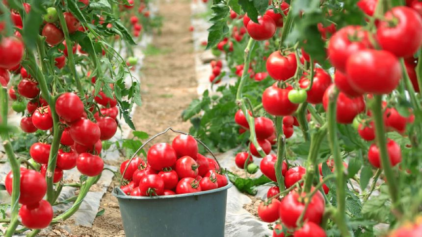 Endüstriyel yemekçi, maliyeti tarlasında üreterek düşürüyor