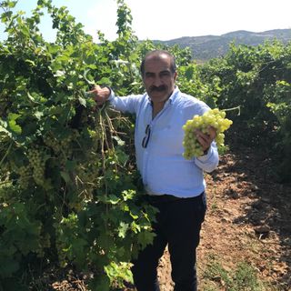 'Superior Seedless' çeşidi sofralık üzümün ihracat yolculuğu başladı