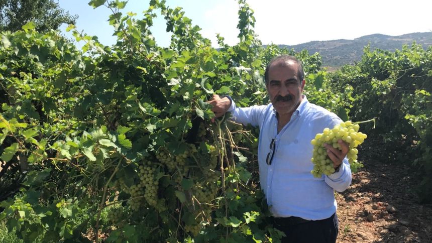 'Superior Seedless' çeşidi sofralık üzümün ihracat yolculuğu başladı
