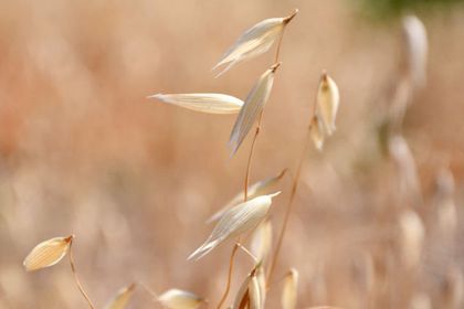 TİGEM 450 ton yulaf alacak