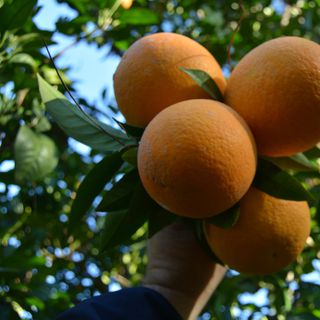 Geçen yıldan kalan stoklar eritilmedi, portakal ve limon dalında kaldı