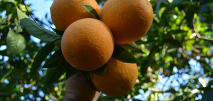 Geçen yıldan kalan stoklar eritilmedi, portakal ve limon dalında kaldı