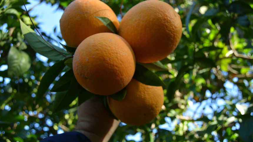 Geçen yıldan kalan stoklar eritilmedi, portakal ve limon dalında kaldı