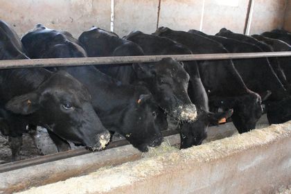 Besicilere 2 bin 932 damızlık büyükbaş hayvan verilecek