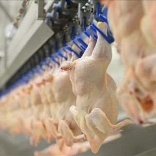Üreticilerden piliç fiyatları hakkında açıklama