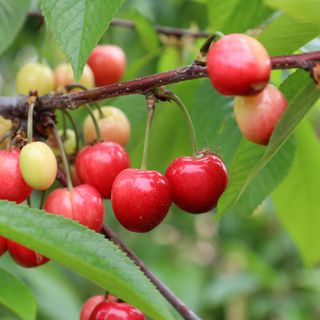 Kiraz ihracatçılarının yeni dönem ihracat hedefi 200 milyon dolar