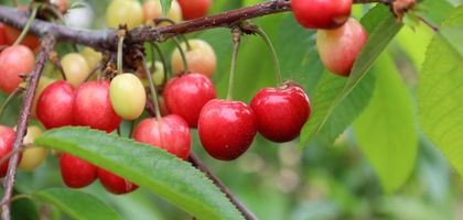 Kiraz ihracatçılarının yeni dönem ihracat hedefi 200 milyon dolar