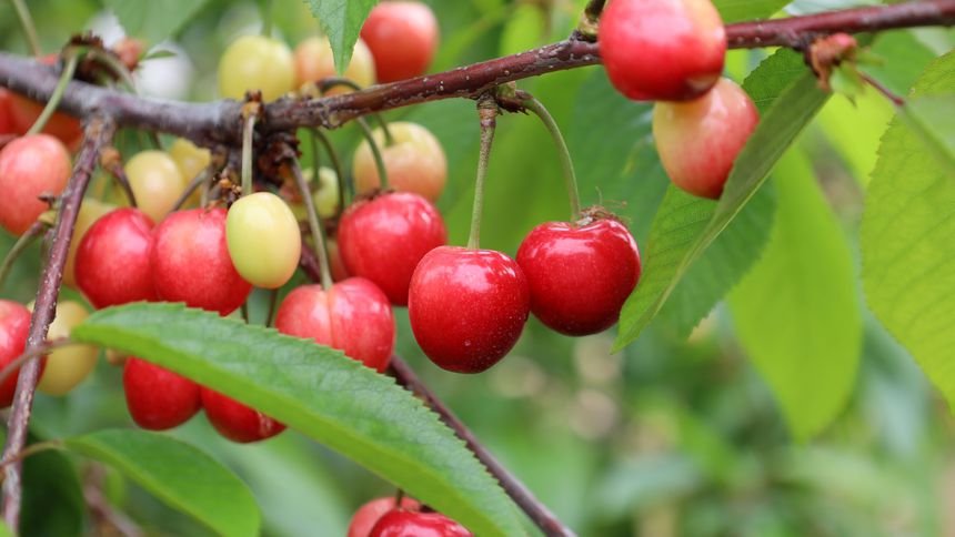 Kiraz ihracatçılarının yeni dönem ihracat hedefi 200 milyon dolar