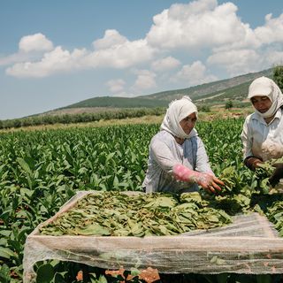 Tütün sektörü 7 yıl sonra ihracatta 1 milyar dolar sınırını aştı