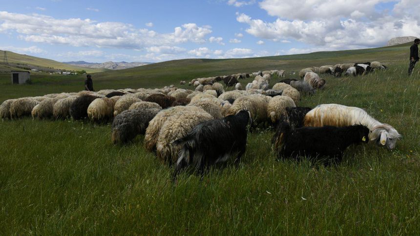 Van'da besicilere dağıtılan koyun sayısı 235 bine ulaştı