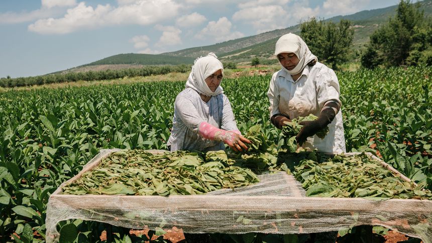 Tütün sektörü 7 yıl sonra ihracatta 1 milyar dolar sınırını aştı