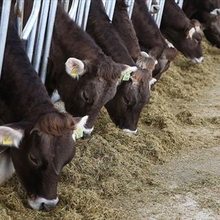 Hayvan yemlerine KDV düzenlemesi