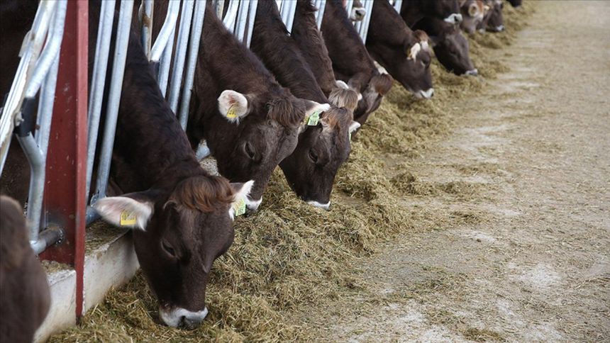 Hayvan yemlerine KDV düzenlemesi