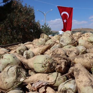 Pancar üreticilerine 5. avans ödendi