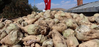 Pancar üreticilerine 5. avans ödendi