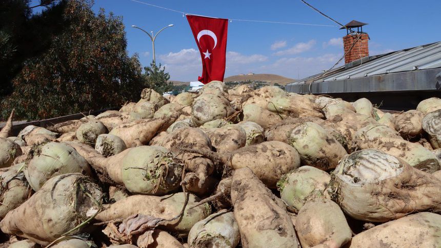 Van'da şeker pancarı alım kampanyası törenle başladı