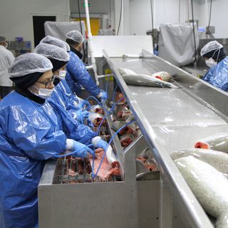 Türkiye’nin somon ihracatında hedefi dünya genelinde ilk üçe girmek