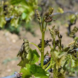 Zirai dondan dolayı 23 milyar lira hasar tazminatı ödendi