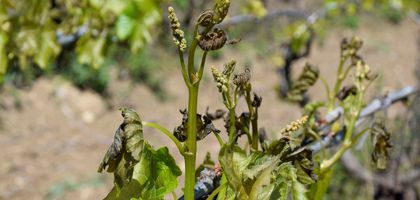 Zirai dondan dolayı 23 milyar lira hasar tazminatı ödendi