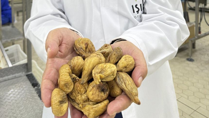 Kuru incirde aflatoksinle mücadele için üreticilere 19 bin kerevet dağıtıldı