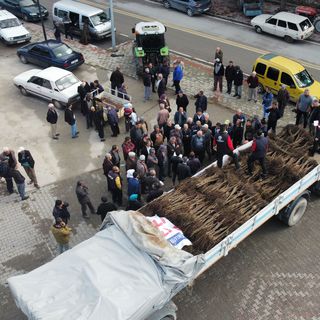 Denizli 8 yılda ceviz üretiminde zirveye çıktı