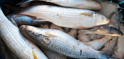 Ağlar Afrika sularına atıldı, ihracat rotası Asya'ya döndü