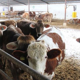 Üreticiler için 'Gelir Garantili Besicilik Projesi'
