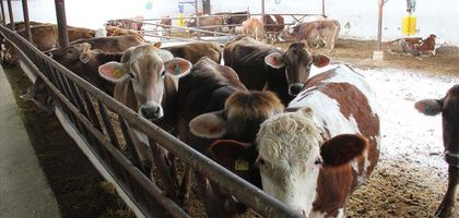 Üreticiler için 'Gelir Garantili Besicilik Projesi'