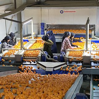 Mandalina ihracatında yeni hedef 1 milyar dolar