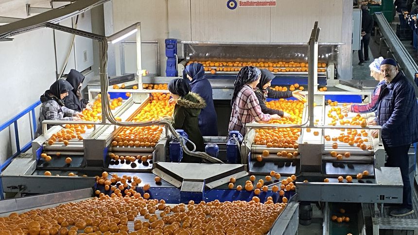 Mandalina ihracatında yeni hedef 1 milyar dolar