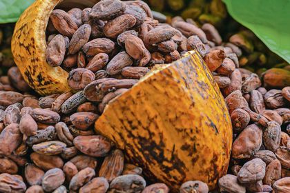 Kakao fiyatında ‘parabolik yükseliş’ eğilimi sona erdi