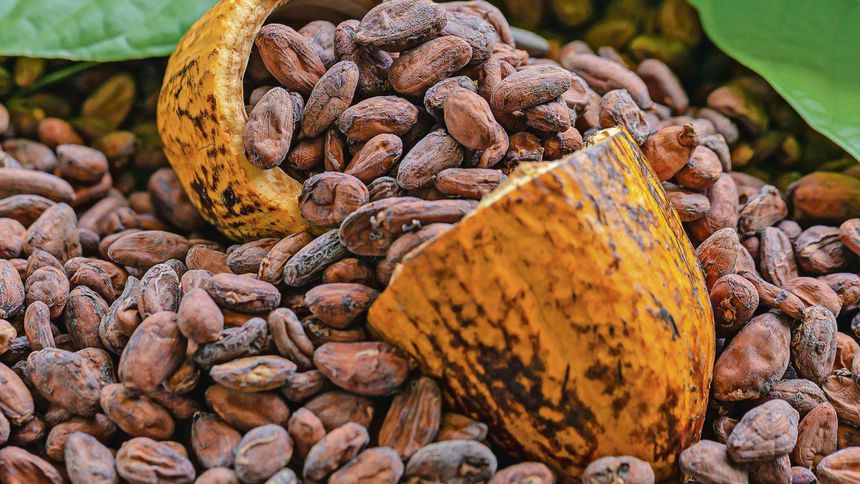 Kakao fiyatında ‘parabolik yükseliş’ eğilimi sona erdi